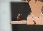 Brown-capped Rosy-Finch (2)