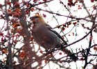 101Pine Grosbeak