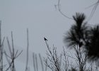 Pine Grosbeak (11)