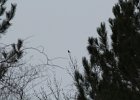 Pine Grosbeak (2)