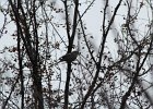 Pine Grosbeak (24)