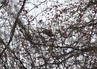 Pine Grosbeak (26)