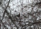 Pine Grosbeak (27)