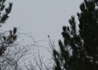 Pine Grosbeak (3)