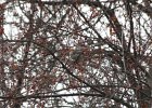 Pine Grosbeak (40)