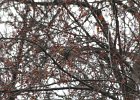 Pine Grosbeak (41)