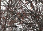Pine Grosbeak (42)