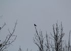 Pine Grosbeak (5)