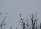 Pine Grosbeak (6)