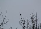 Pine Grosbeak (7)