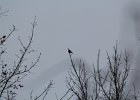 Pine Grosbeak (9)