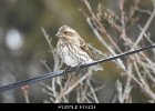 081 - 953 Purple Finch