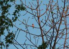 Purple Finch (1)