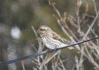 Purple Finch (10)