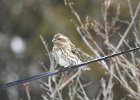 Purple Finch (11)