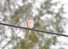 Purple Finch (12)