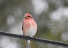 Purple Finch (13)