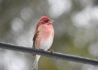 Purple Finch (14)