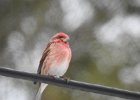 Purple Finch (15)