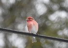 Purple Finch (16)