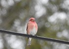 Purple Finch (17)