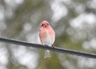 Purple Finch (18)