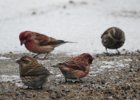 Purple Finch (19)