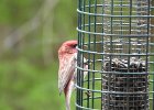 Purple Finch (2)