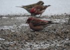 Purple Finch (20)