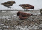 Purple Finch (21)