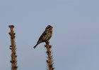 Purple Finch (25)