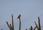 Purple Finch (26)