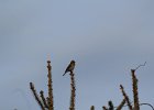 Purple Finch (28)