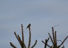 Purple Finch (29)