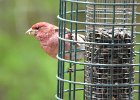 Purple Finch (3)