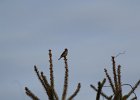 Purple Finch (30)