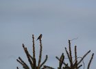 Purple Finch (31)