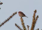Purple Finch (38)