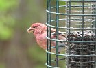 Purple Finch (4)