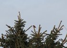Purple Finch (41)