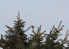Purple Finch (42)