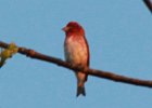 Purple Finch (48)