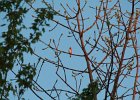 Purple Finch (49)