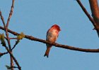 Purple Finch (50)