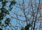 Purple Finch (51)