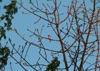 Purple Finch (52)