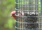Purple Finch (6)