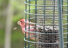 Purple Finch (7)
