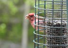 Purple Finch (9)