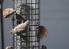 Cassin's Finch (1)